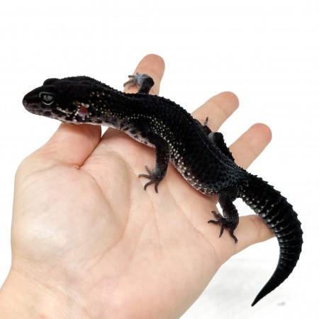 Eublepharis macularius "Black Night pure" - Gecko léopard