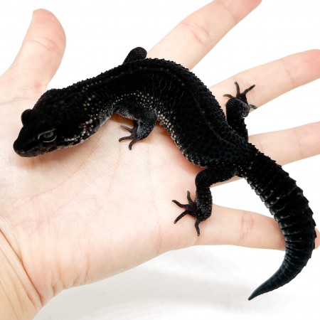 Eublepharis macularius "Black Night pure" - Gecko léopard