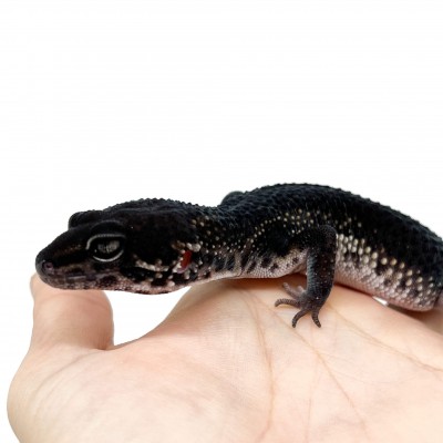 Eublepharis macularius "Black Night pure" - Gecko léopard