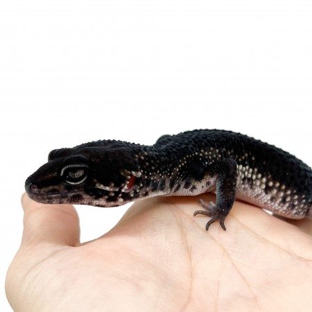 Eublepharis macularius "Black Night pure" - Gecko léopard