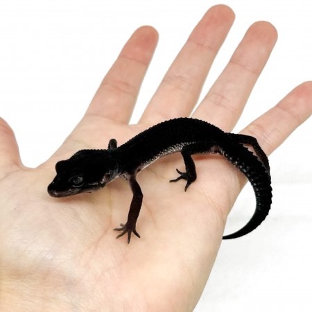 Eublepharis macularius "Black Night pure" (Subadulte 01) - Gecko léopard