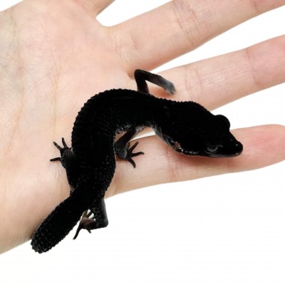Eublepharis macularius "Black Night pure" (Subadulte 01) - Gecko léopard