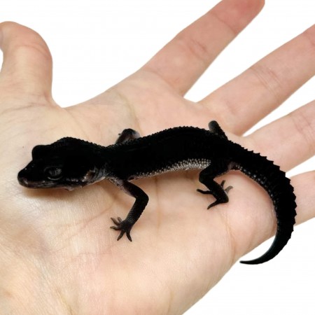 Eublepharis macularius "Black Night pure" (Subadulte 01) - Gecko léopard