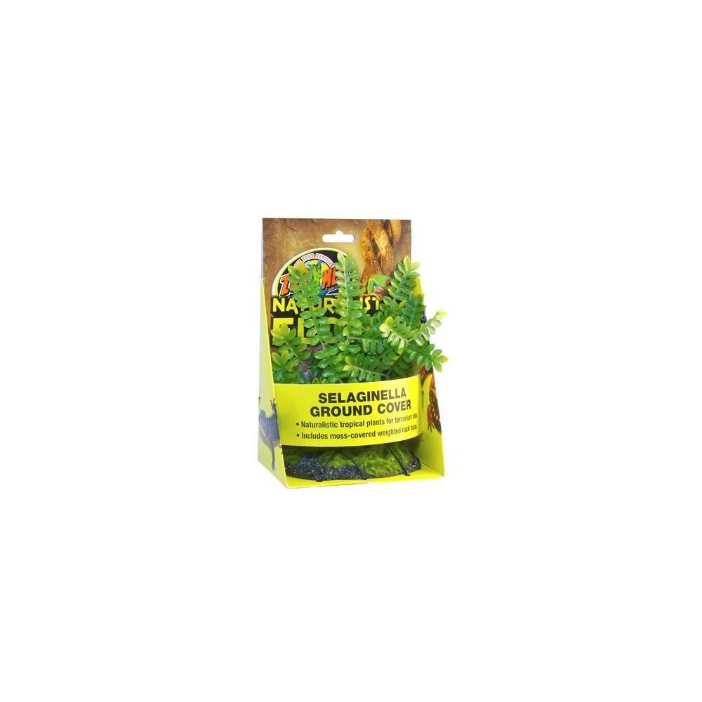 Selaginella - Plante de sol Selaginella - Plante de sol