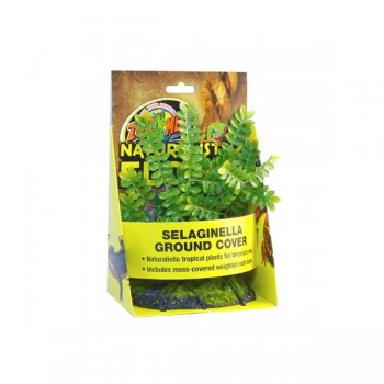 Selaginella - Plante de sol