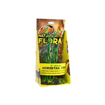Horsetail Fern - Plante de sol