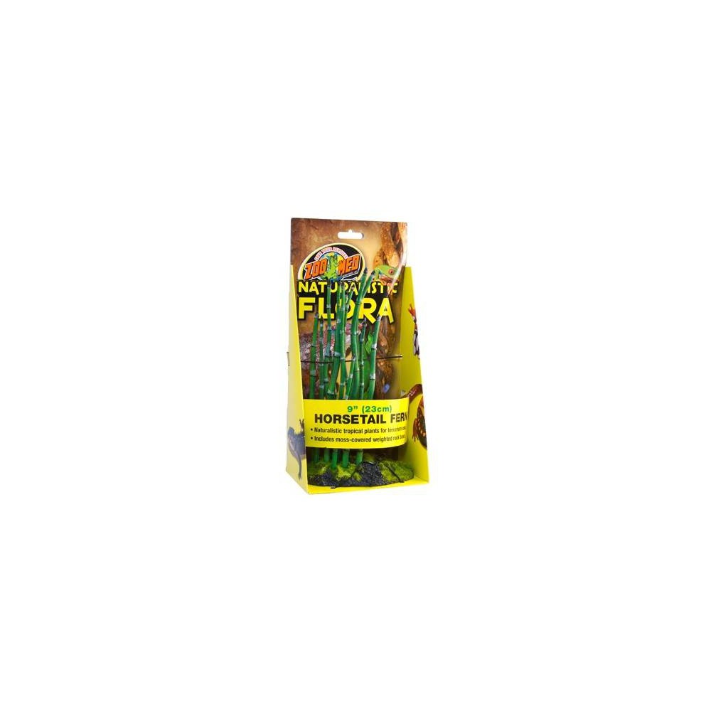 Horsetail Fern - Plante de sol