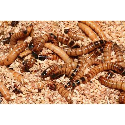 Vente insectes vivants pour oiseaux et reptiles - Animoland