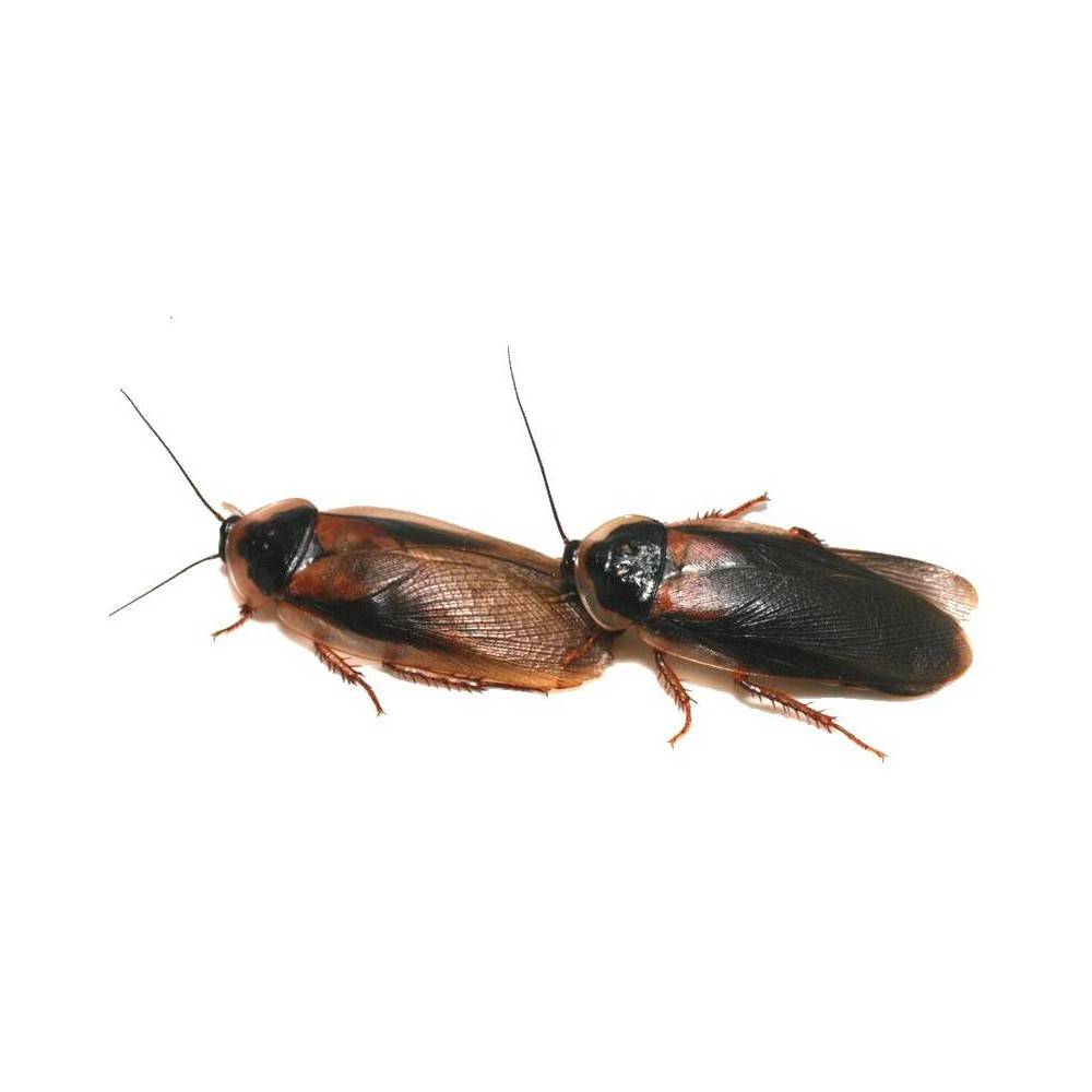 Blattes ( Baptica dubia) Blattes ( Baptica dubia)