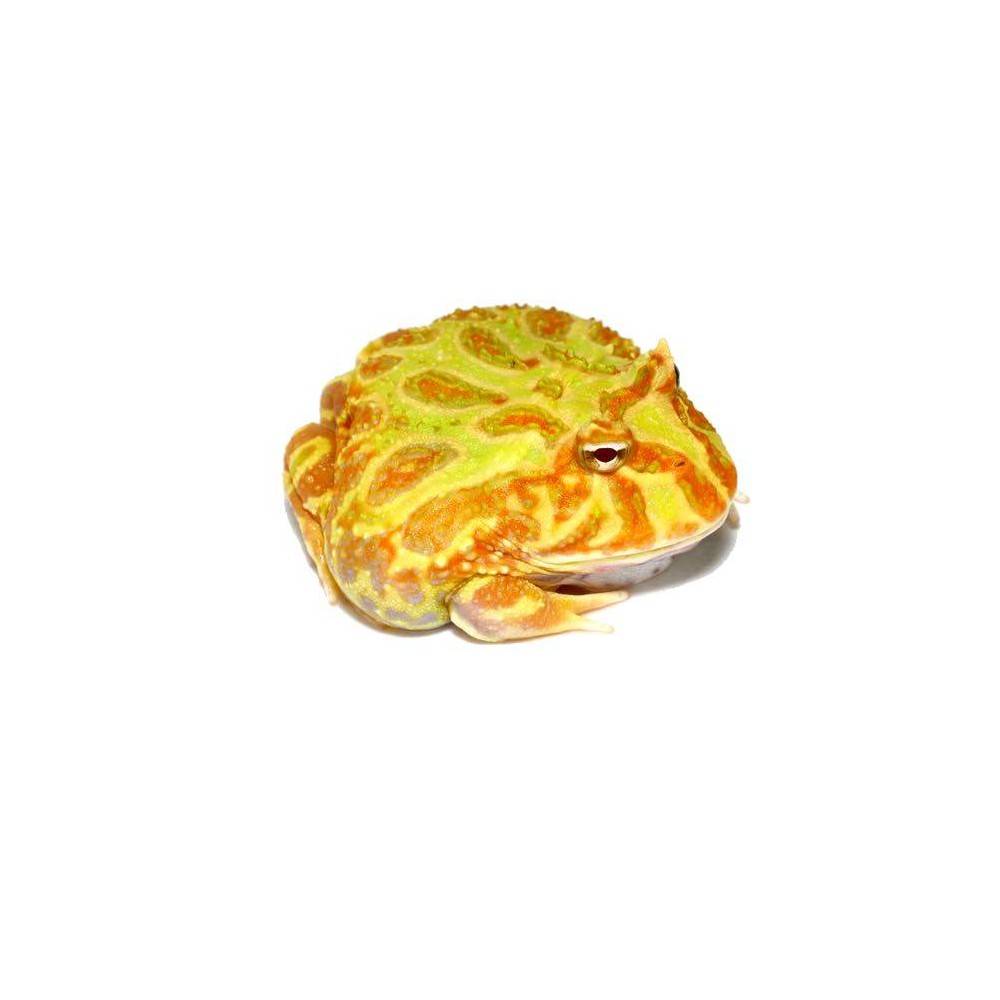 Ceratophrys cranwelli "Albinos" - Grenouille Pacman Ceratophrys cranwelli "Albinos" - Grenouille Pacman