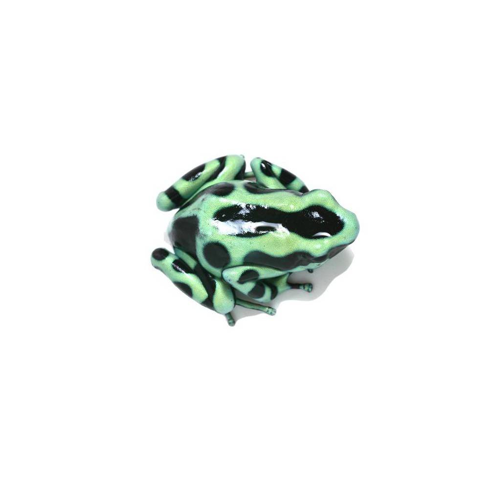 Dendrobates auratus - Dendrobates doré