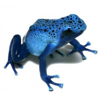 Dendrobates azureus - Dendrobates à tapirer