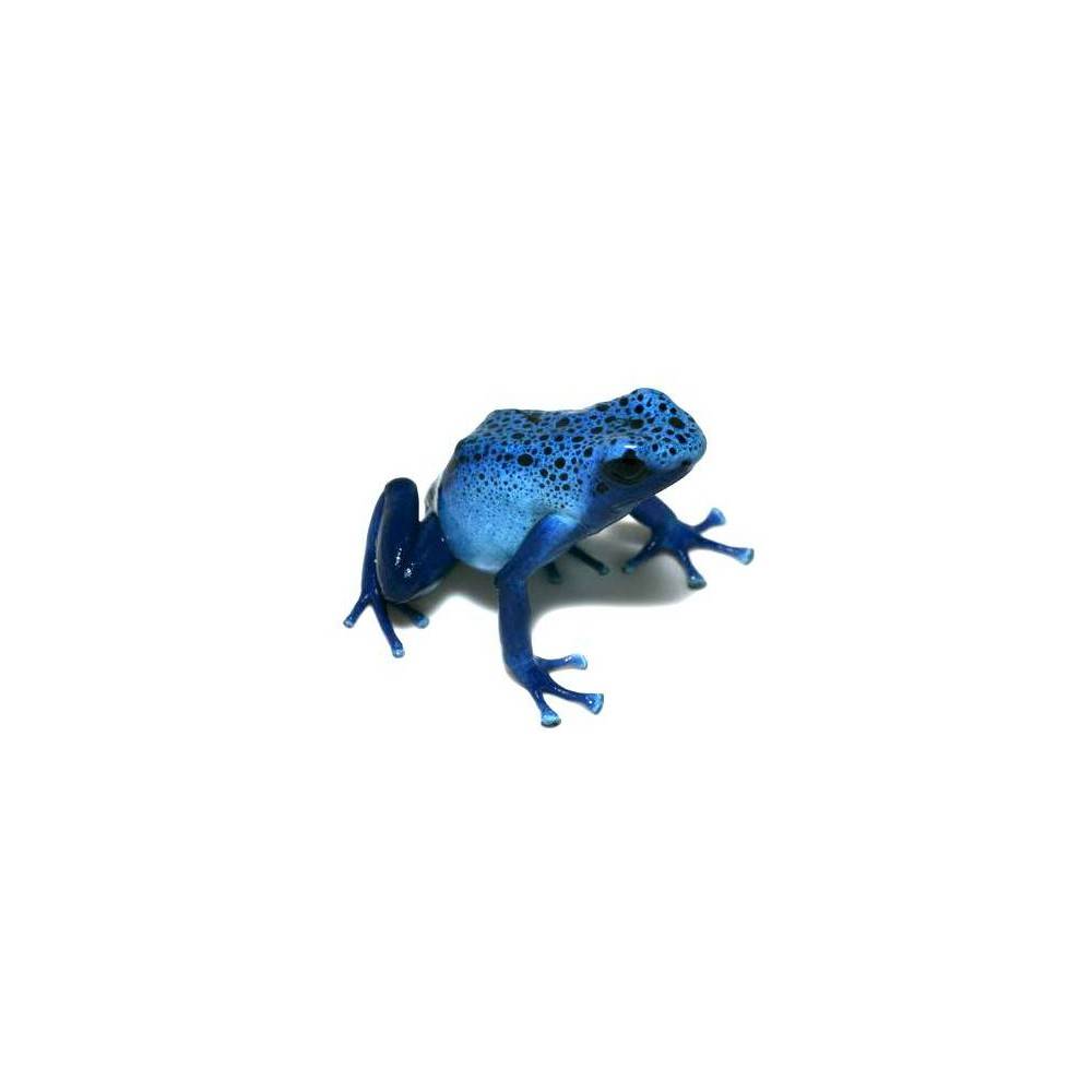 Dendrobates azureus - Dendrobates à tapirer