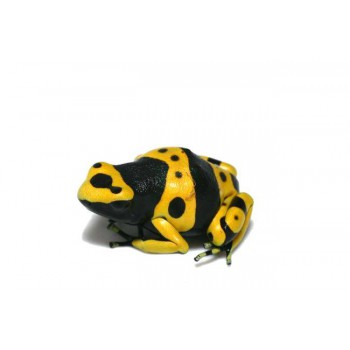 Dendrobates leucomelas - Grenouille jaguar