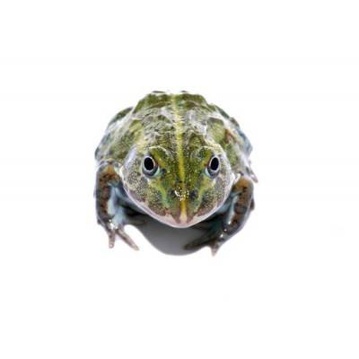 Pyxicephalus adspersus - Grenouille taureau