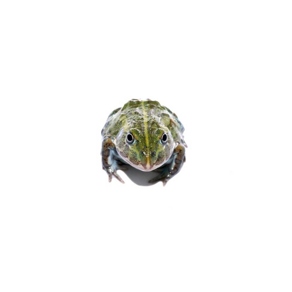 Pyxicephalus adspersus - Grenouille taureau Pyxicephalus adspersus - Grenouille taureau