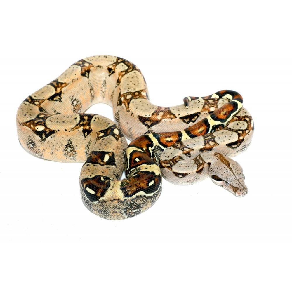 Boa (constrictor) imperator "Colombien - Boa empereur Boa (constrictor) imperator "Colombien - Boa empereur
