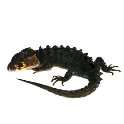 Tribolonotus gracilis - Scinque crocodile