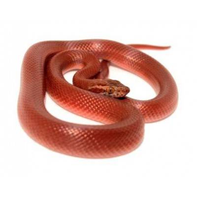 Boaedon (Lamprophis) capensis "Red Kenya" - Serpent des maisons