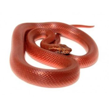 Boaedon (Lamprophis) capensis "Red Kenya" - Serpent des maisons