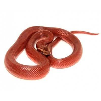 Boaedon (Lamprophis) capensis "Red Kenya" - Serpent des maisons