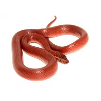 Boaedon (Lamprophis) capensis "Red Kenya" - Serpent des maisons