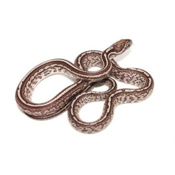 Pantherophis guttatus "Tessera Anery" - Serpent des blés