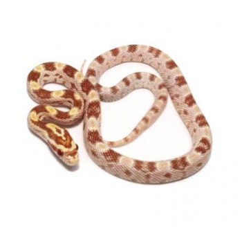 Pantherophis guttatus "Butter" - Serpent des blés