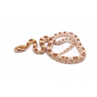 Pantherophis guttatus "Butter" - Serpent des blés