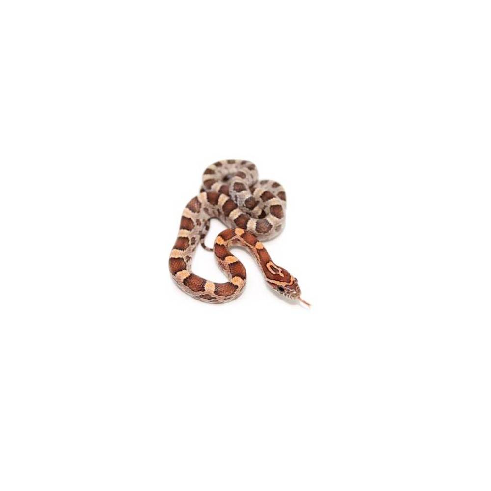 Pantherophis guttatus "Rastanie" - Serpent des blés Pantherophis guttatus "Rastanie" - Serpent des blés