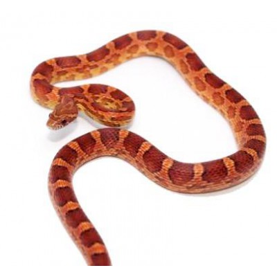 Pantherophis guttatus - Serpent des blés