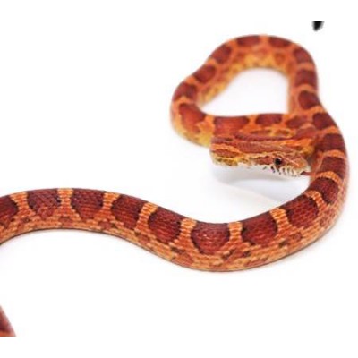 Pantherophis guttatus - Serpent des blés