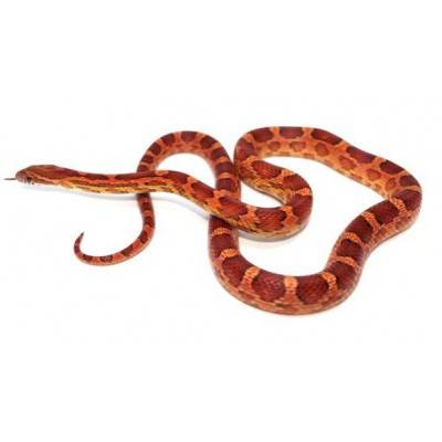 Pantherophis guttatus - Serpent des blés