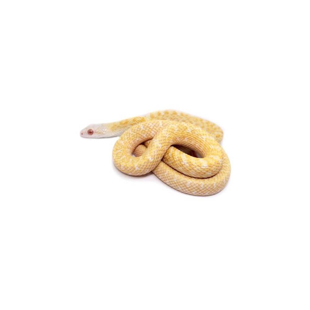 Elaphe climacophora "Albinos" - Serpent ratier du Japon