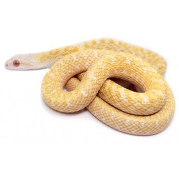 Elaphe climacophora "Albinos" - Serpent ratier du Japon