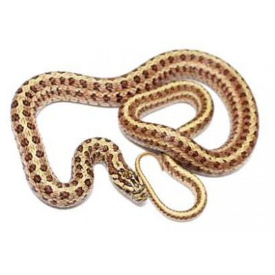 Elaphe dione - Serpent ratier des steppes