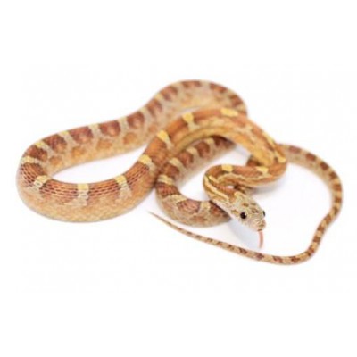Pantherophis guttatus "Caramel Blood" - Serpent des blés