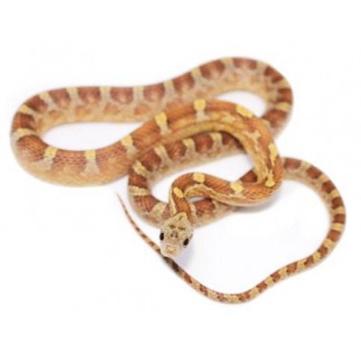 Pantherophis guttatus "Caramel Blood" - Serpent des blés