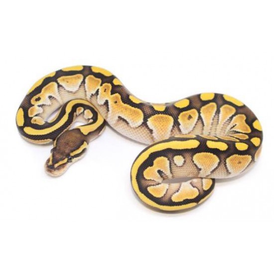 Python regius "Butter" Python royal