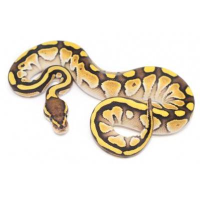 Python regius "Butter" - Python royal