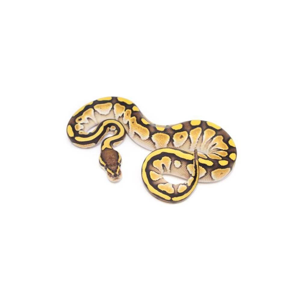 Python regius "Butter" - Python royal