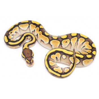 Python regius "Butter" - Python royal