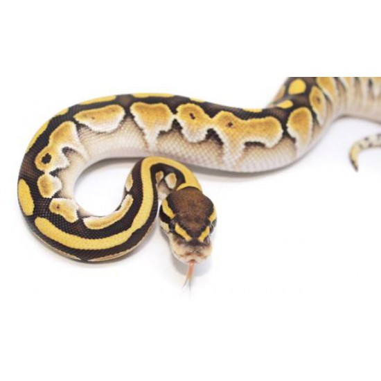 Python Regius Buter Python regius