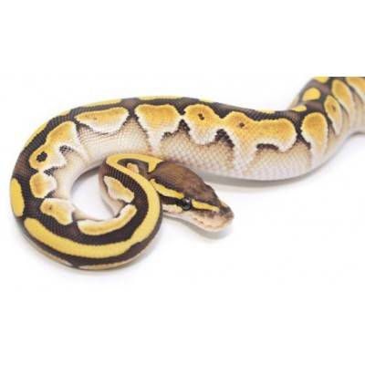 Python regius "Butter" - Python royal