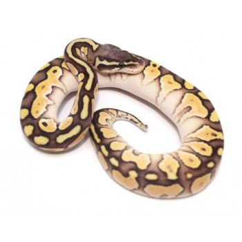 Python regius "Butter Pastel" - Python royal