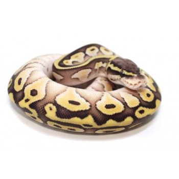 Python regius "Butter Pastel" - Python royal