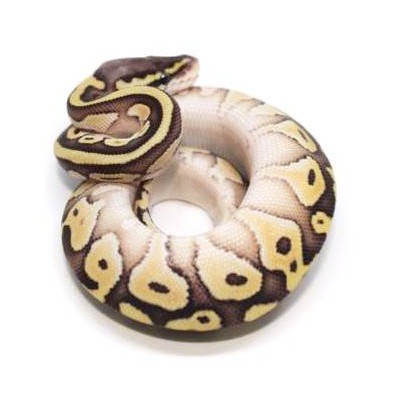 Python regius "Butter Pastel" - Python royal
