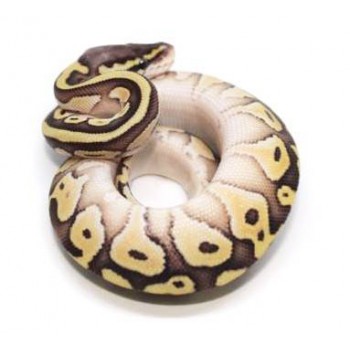 Python regius "Butter Pastel" - Python royal