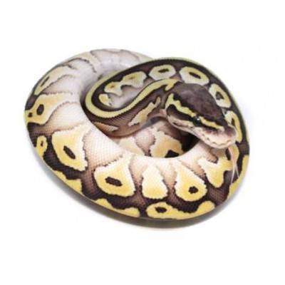 Python regius "Butter Pastel" - Python royal