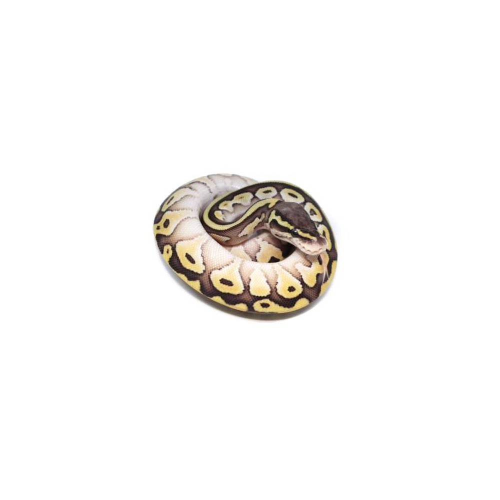 Python Regius Buter Python regius